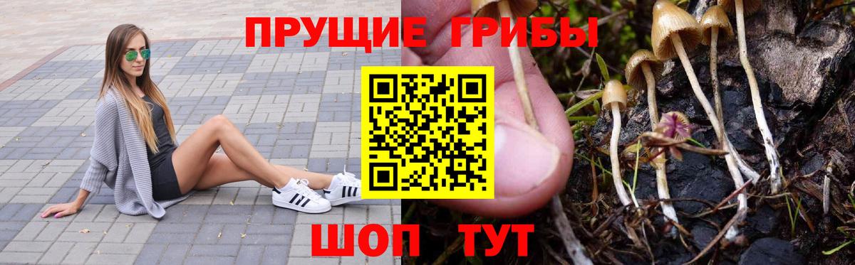 Псилоцибиновые грибы мицелий  Вход с VPN  Галлюциногенные грибы Cubensis  Ставрополь 